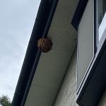 スズメバチ